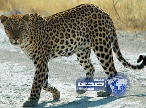 فهد يتجول في مستشفى للأمراض العقلية