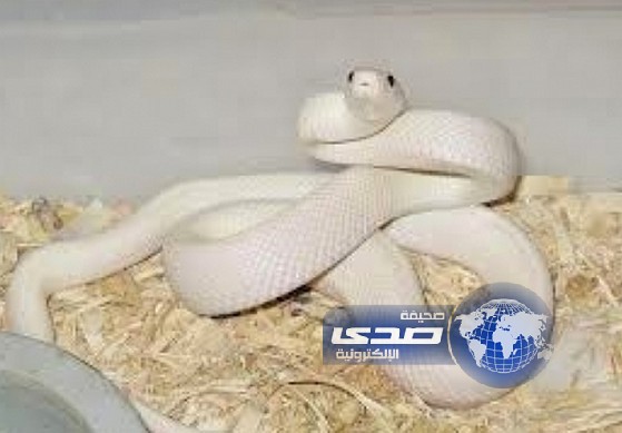 ثعباناً ضخماً يقتل حارس أمن في فندق