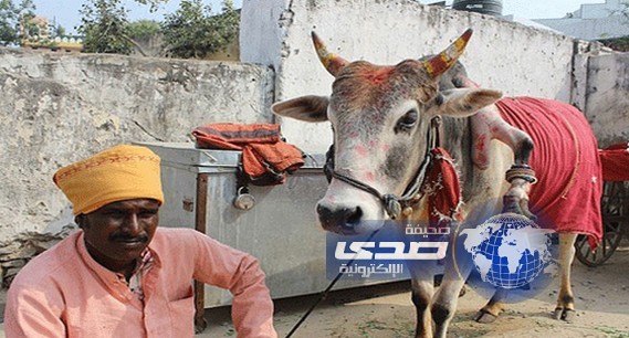 عجل في الهند ما أن الحامل تلمسه تنجب ولدًا !!