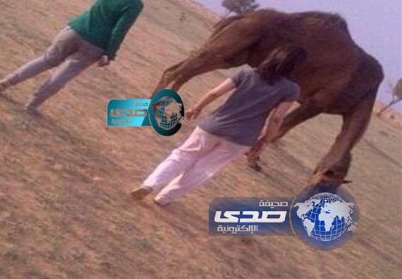 هذا ما يمزح مهو كديش!!