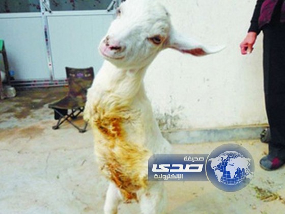 خروف يسير على قدمين مثل البشر