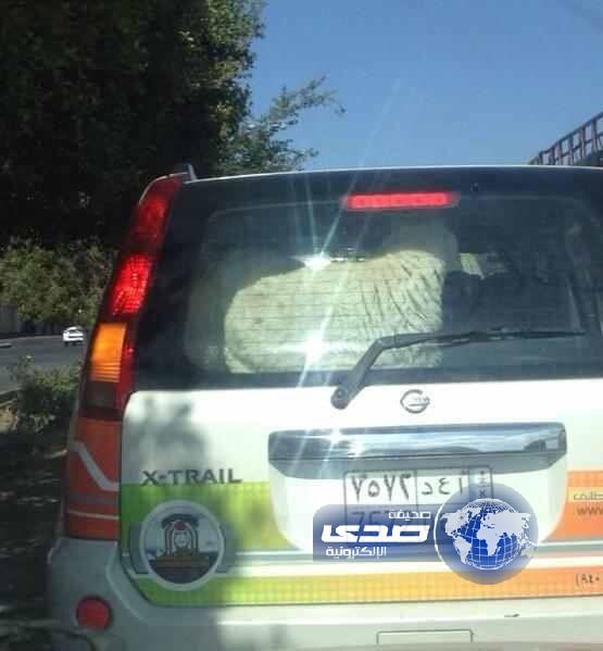 موظف يقوم بنقل “خروف” بسيارة رسمية بالطائف