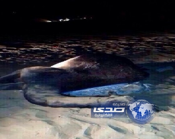 إلى متى والجمال تتسبب في حوادث