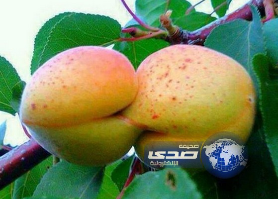 الحب من اول نظرة