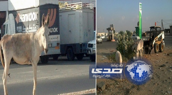 بالصور:الحمـير تجتاح “صبيا” وقائدي المركبات يطلبون بتدخل سريع تفادياً للحوادث
