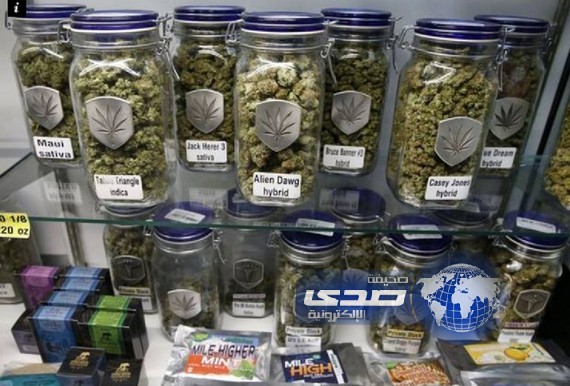 مليون دولار مبيعات الماريجوانا الحلال خلال يوم واحد فقط!