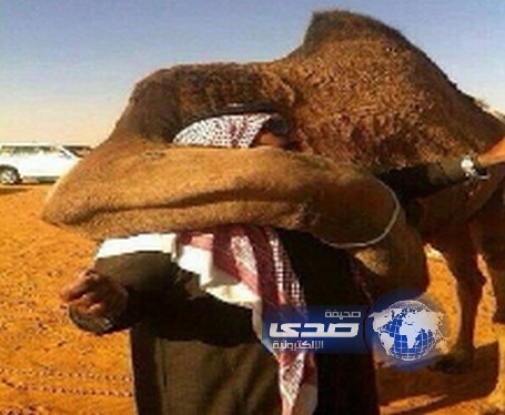 جمل يعانق صاحبه عناقاً حاراً بمجرد رؤيته بعدما باعه لآخر