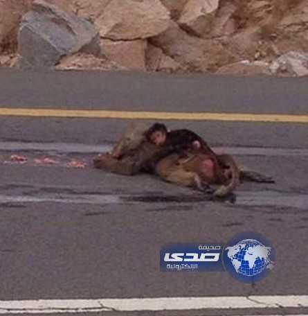 قرد يحضن امه المتوفية