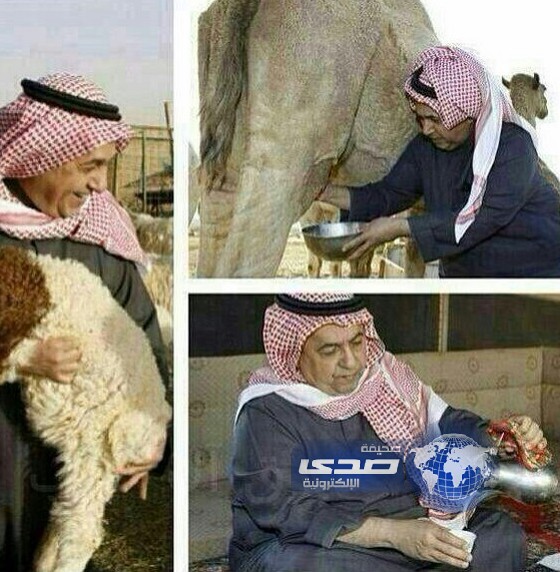 داود الشريان راعي الابل