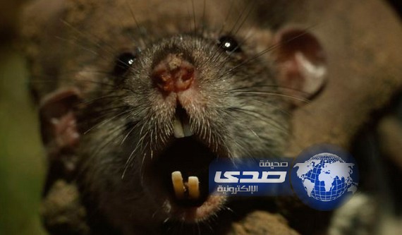 فأر ضخم يقضم وجه «ثمانينية»!