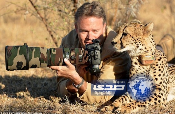 أنثى فهد “مساعدة مصوّر” في محمية افريقية!