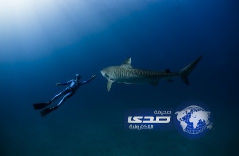 بالفيديو..سباح يفاجأ بقرش وجهاً لوجه