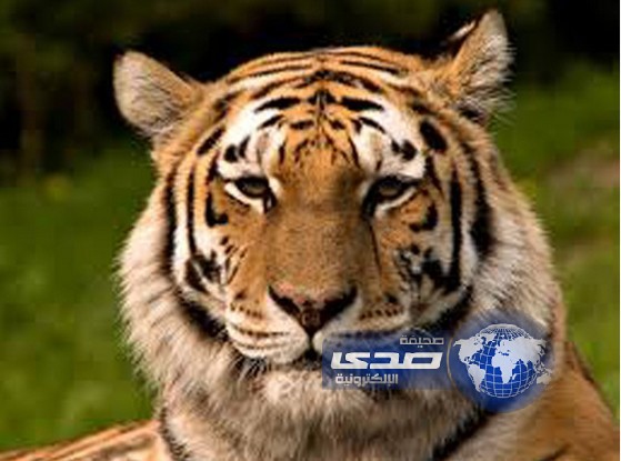 نمر نادر يقضي على آخر آماله في التكاثر بنفسه