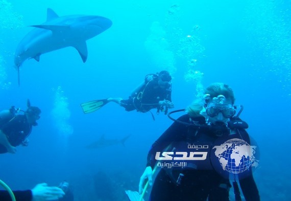 رجل يعرض الزواج على حبيبته في مياه مليئة بأسماك القرش