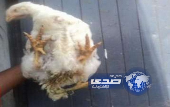 دجاجة في اليمن تجذب عشرات الزائرين يوميا