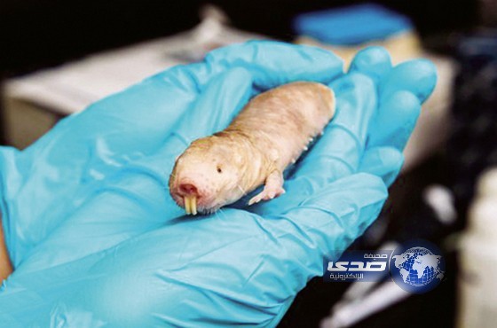 فئران الخلد تعالج السرطان