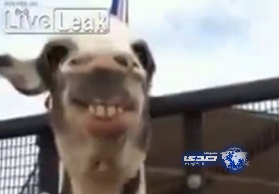 بالفيديو: حمار حبوب يبتسم كلما طلبت منه ذلك