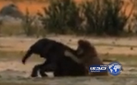 بالفيديو .. أسد يقفز على ظهر فيل ويغرس أنيابه في رقبته