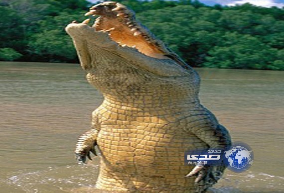 السلطات الأسترالية تبحث عن تمساح التهم صبياً في الـ12