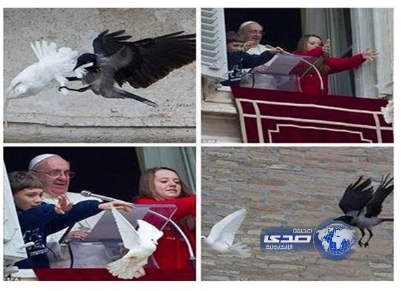غراب يخطف حمامة سلام اطلاقها بابا الكاثوليك من الفاتيكان