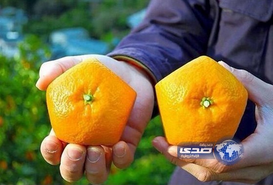 في اليابان كل شيء مختلف حتى البرتقال معينة الشكل