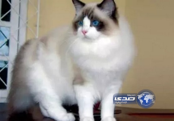 فتاة تتخلى عن “هرها” المحبب للاشتباه بكونه مثلياً