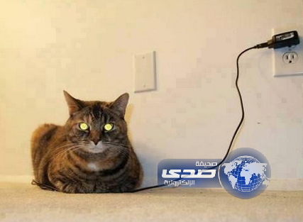 البطارية ممتلئة…لقطة طريفة لأحد القطط