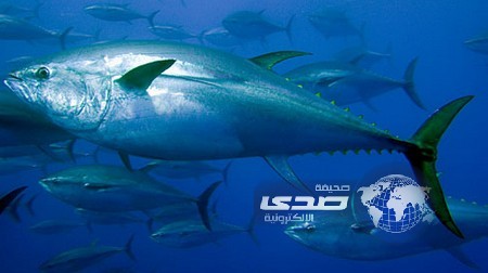 بيع سمكة تونة بـ52 ألف يورو !!