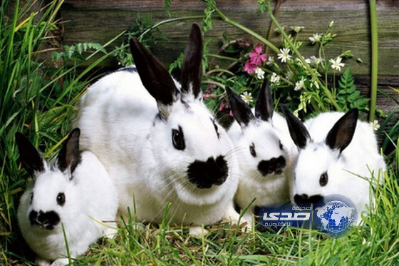 أرانب تعثر على كنز عمره 8 آلاف عام