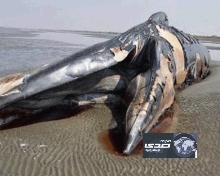 بالفيديو والصور.. مياه جازان تلفظ حوتاً ضخماً يصل طوله إلى 15 متراً