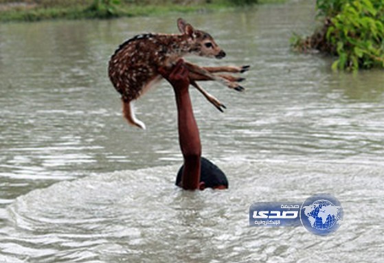 صبي شجاع ينقذ غزالاً بيد واحدة