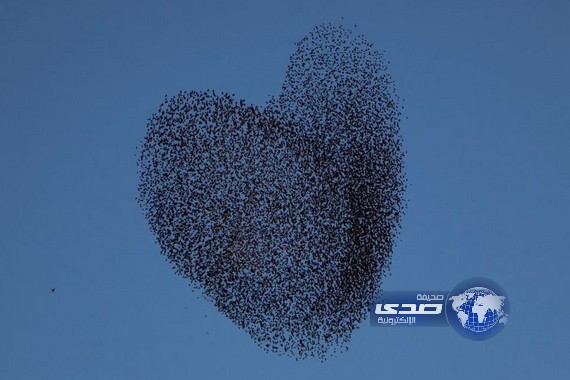 بالصور ..طيور الزرزور تشكل صور رائعة فوق سماء فلسطين المحتلة