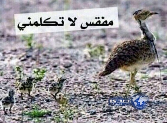 مفقس لاتكلمني