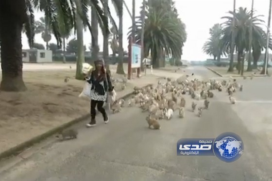 بالفيديو ..جيش من الأرانب يطارد فتاة بشكل كوميدي