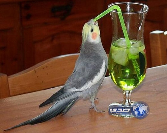 لايكون درباوي!!