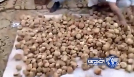 بالفيديو : مواطن يجمع كميات ضخمة من &#8220;الفقع&#8221; يتوقع بيعها بـ30 ألف ريال