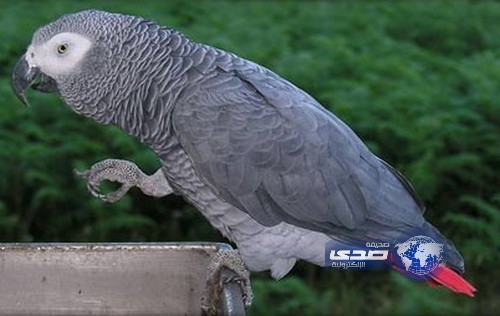 ببغاء يكشف قاتل مالكته