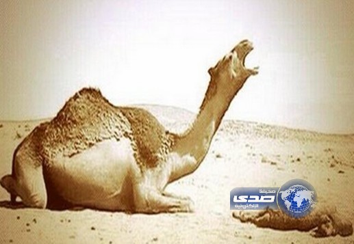 الفراق لايحتمله اي كائن