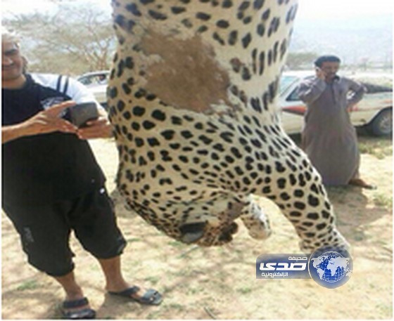 بالصور .. قتل نمر عربي مهدد بالانقراض في منطقة مكة
