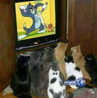 مجموعة من القطط تتجمع لمشاهدة ممثلها القومي في التلفزيون