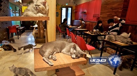 افتتاح أول مقهى للقطط في لندن
