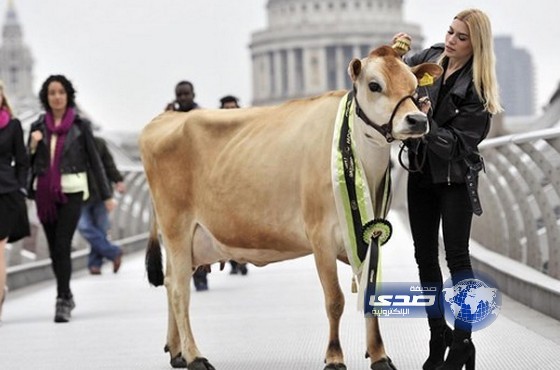 بقرة “تنتحر” بعد تعرضها للاغتصاب من شاذ