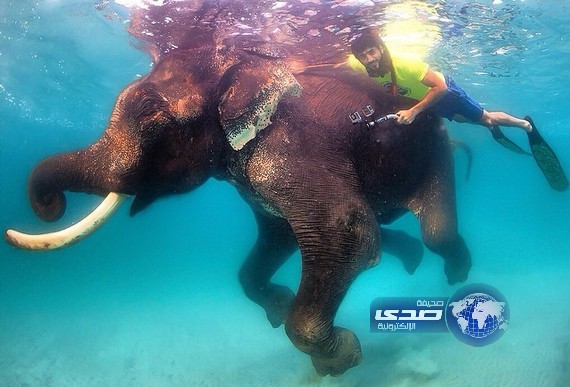 بالصور.. ولي عهد دبي يسبح مع الفيل  ” راجان ”