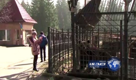 بالفيديو .. دببة الرئيس الأوكراني وهي تقبع في أقفاصها