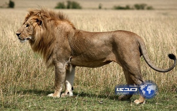 سودانيون يذبحون أسداً ابتهاجاً بفوز فريقهم المفضل‎