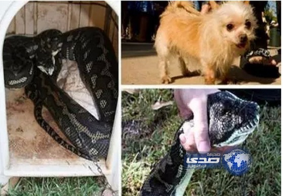 كلب يتحول إلى ثعبان صباح اليوم التالي