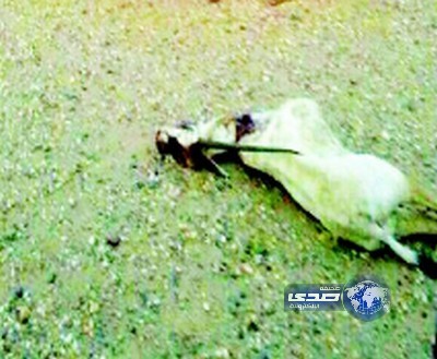 القبض على 4 شبان قتلوا «غزالاً»