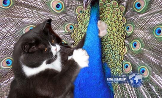 قط يتسبب في فصل 3 من عناصر الأمن