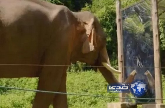 بالفيديو: ردة فعل فيل يرى نفسه في المرآة لأول مرة