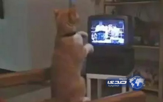 بالفيديو: قط يتحول إلى مصارع في مباراة ملاكمة